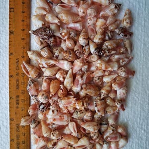 Conchas marinas Canarium maculatum, 150 unidades, seleccionadas, de buena calidad y limpias.