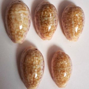 Puede incluir: Cinco conchas pulidas con un acabado brillante. Las conchas tienen forma ovalada, con un color base marrón claro y patrones moteados de marrón y morado. Las conchas están dispuestas sobre una superficie blanca.