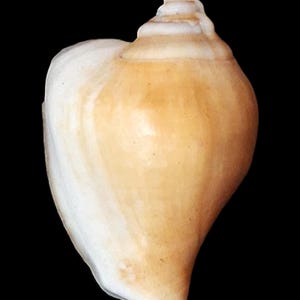 Può includere: Una conchiglia liscia e a spirale caratterizzata da un corpo lucido color marrone chiaro che sfuma in un'apertura bianco crema. La conchiglia presenta una guglia appuntita sulla sommità e una forma curva e allungata con sfumature naturali.