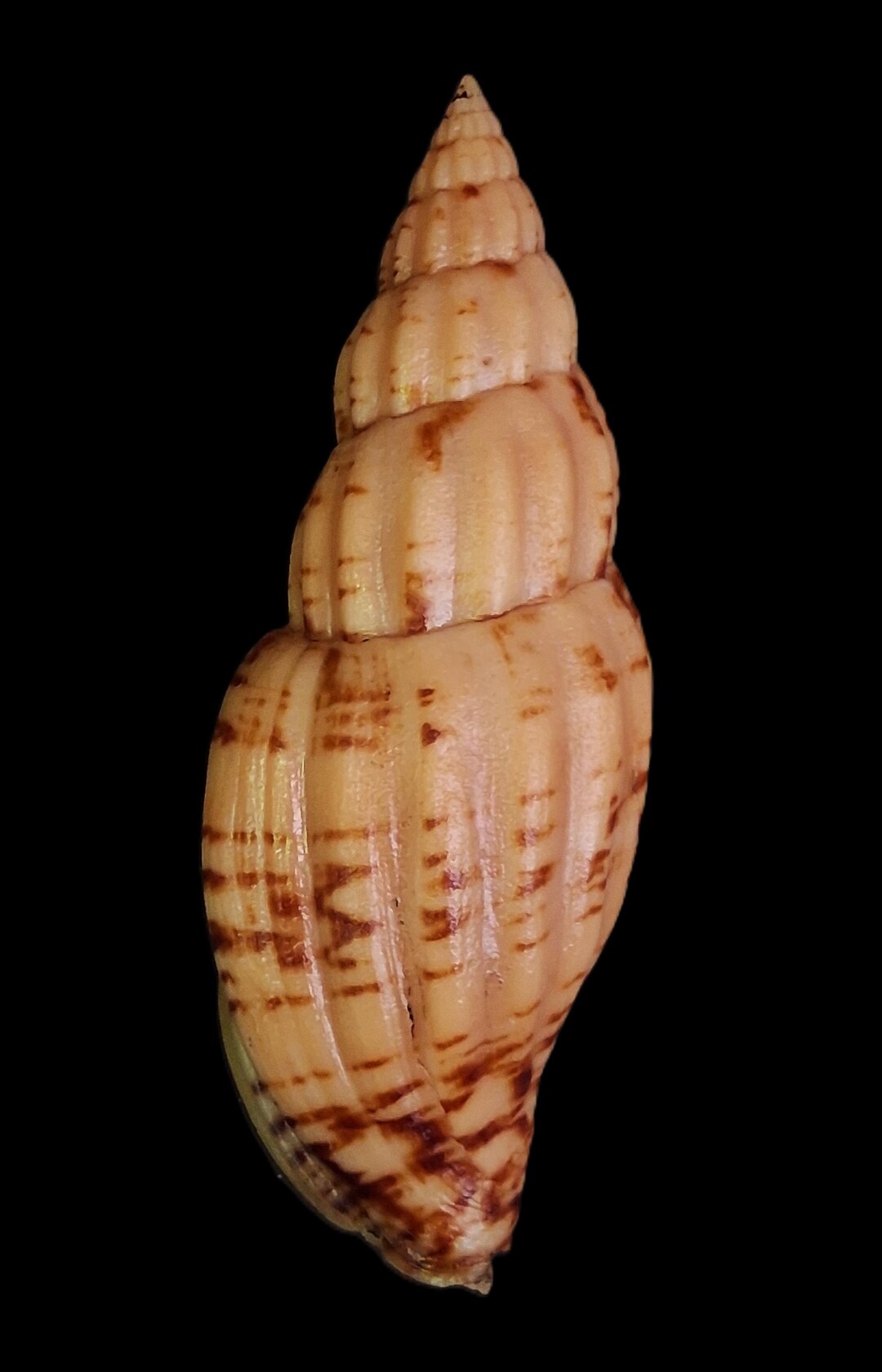 Sea Shell Lyria Boholensis 84mm, F++, Nice Form, Superb - Etsy