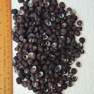 Conchas marinas Herpetopoma aspersa, 330 piezas, seleccionadas, de buena calidad y limpias.