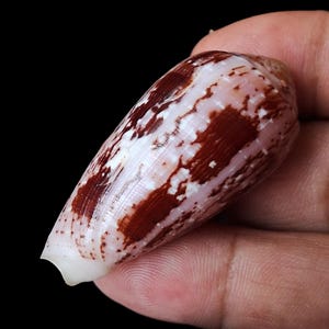 Zeeschelp Conus floccatus 51,7 mm, F++, heel mooi patroon, ZELDZAAM exemplaar, uitzonderlijk