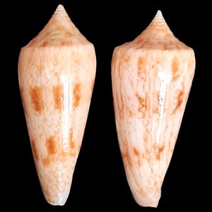 Peut inclure: Deux coquillages coniques, beige clair avec des marques marron. Les coquillages ont un sommet pointu et une texture lisse et brillante. Le fond est noir.