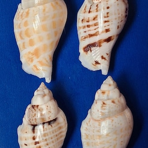Peut inclure: Quatre coquillages en spirale avec un motif crème et marron, disposés sur un fond bleu. Les coquillages ont une forme conique avec un sommet pointu et une base large et arrondie. Les coquillages sont un produit naturel.