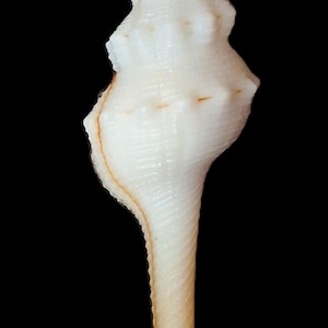 Può includere: Una conchiglia bianca, slanciata e allungata, con una guglia a spirale appuntita e una sezione centrale bulbosa. La conchiglia presenta una superficie strutturata con sottili creste e un lungo canale affusolato che sfuma in marrone chiaro.