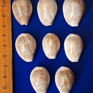 Peut inclure: Neuf coquillages ovales avec un motif tacheté brun et crème sont disposés sur une surface bleue. Une règle en bois avec des marquages en centimètres est positionnée sur le côté gauche de l'image.