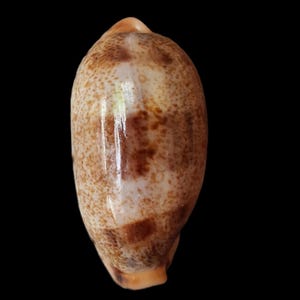 Può includere: Una conchiglia di ciprea liscia di forma ovale con una superficie lucida color crema, macchie marroni screziate e distinti tasselli rettangolari marrone scuro disposti in un motivo verticale sul dorso della conchiglia.