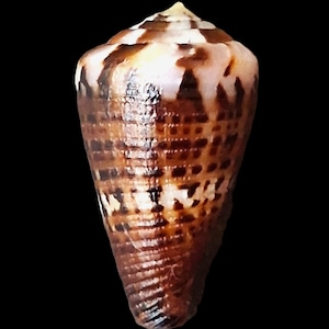 May include: A cone shell featuring a smooth, tapered body with a pointed apex. The surface displays a complex pattern of dark brown, rectangular markings arranged in horizontal rows against a lighter, cream-coloured background.