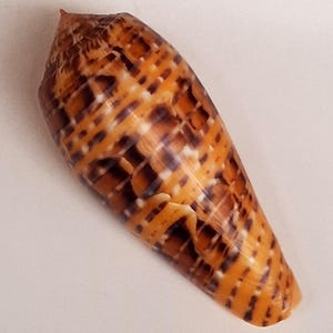 Puede incluir: Una concha de mar en forma de cono con un patrón moteado de naranja, marrón y blanco. La concha tiene una textura suave y brillante y una punta puntiaguda. El diseño de la concha es una obra de arte natural, perfecta para la decoración de playa.