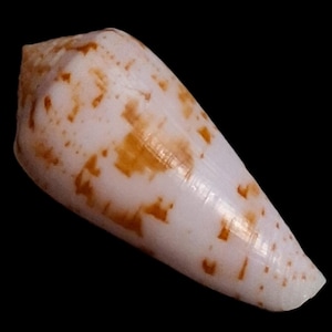 May include: A cone-shaped seashell, predominantly white with irregular brown and orange markings. The shell has a smooth, glossy texture and tapers to a point. The base of the shell is rounded.