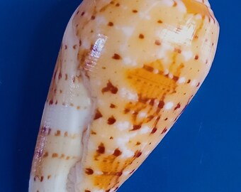 Sea shell Conus floccatus f. magdalenae 55.4mm, F++, awesome