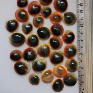 May include: A collection of round, smooth, polished sea beans or opercula, each featuring a dark brown to black centre surrounded by a lighter tan or orange-brown border. A metal ruler is placed vertically on the right, showing sizes up to 15 cm.
