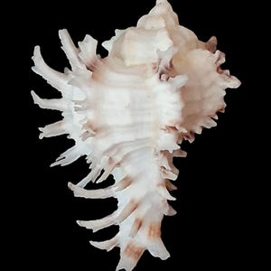May include: A white murex seashell featuring a spiral structure with multiple elongated, pointed spines extending from its body. The shell displays subtle light brown or tan coloration near the base of the spines and along the central ridges.