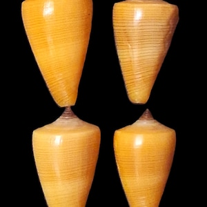 Puede incluir: Cuatro conchas cónicas dispuestas en una cuadrícula de dos por dos. Cada concha presenta una superficie lisa, brillante y de color amarillo dorado con finas líneas horizontales de color marrón oscuro que rodean el cuerpo.