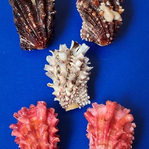 Peut inclure: Cinq coquillages de couleurs et de textures variées sont disposés sur un fond bleu. Les coquillages vont du brun foncé au rose clair, avec des surfaces épineuses et striées. Certains ont des accents blancs et crème.