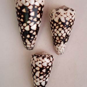 Peut inclure: Trois coquillages coniques avec un motif distinctif de taches blanches et marron foncé. Les coquillages sont disposés sur un fond clair, mettant en valeur leur forme et leur coloration uniques. Objets naturels pour la décoration.