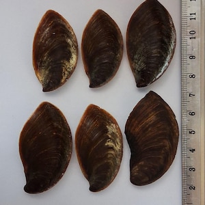 Puede incluir: Seis conchas de mejillón alargadas de color marrón oscuro dispuestas en dos filas de tres. Una regla metálica está colocada verticalmente en el lado derecho, mostrando que las conchas miden entre 5 y 10 cm con líneas de crecimiento visibles.
