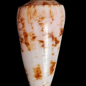Peut inclure: Un coquillage en forme de cône avec un sommet pointu et un corps lisse et effilé. La coquille est principalement blanche avec des marques brunes irrégulières. Le fond est noir uni, soulignant la beauté naturelle de la coquille. Spécimen marin.