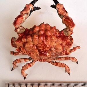 Crab Lophozozymus edwardsi 60mm, very nice dry mounted form, superb pattern