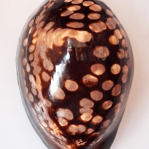 Puede incluir: Una concha de cauri ovalada y brillante con una superficie pulida de color marrón oscuro adornada con numerosas manchas circulares de color tostado claro de varios tamaños distribuidas por todo el exterior, creando un patrón moteado distintivo.