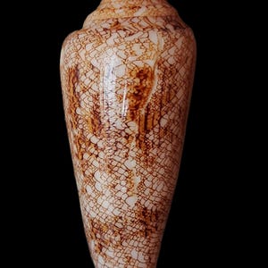 Puede incluir: Una concha cónica con una espira puntiaguda y un cuerpo liso y alargado. La superficie muestra un patrón complejo similar a una red de líneas de color marrón oscuro sobre una base de color crema, creando una apariencia texturizada.