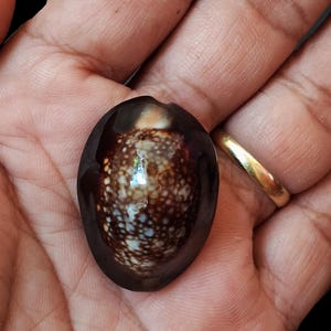 貝殻 Cypraea Caputserpentis、宝石、34.5 mm、美しい黒色の本体、完璧