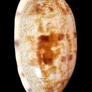 Muschel Cypraea teres, 30,5 mm, wunderschönes Muster