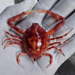 May include: A small, preserved crab with a smooth, glossy shell featuring a mottled pattern of deep red, orange, and white. The crab has two long, slender front claws with serrated edges and six smaller, pointed walking legs extending outwards.