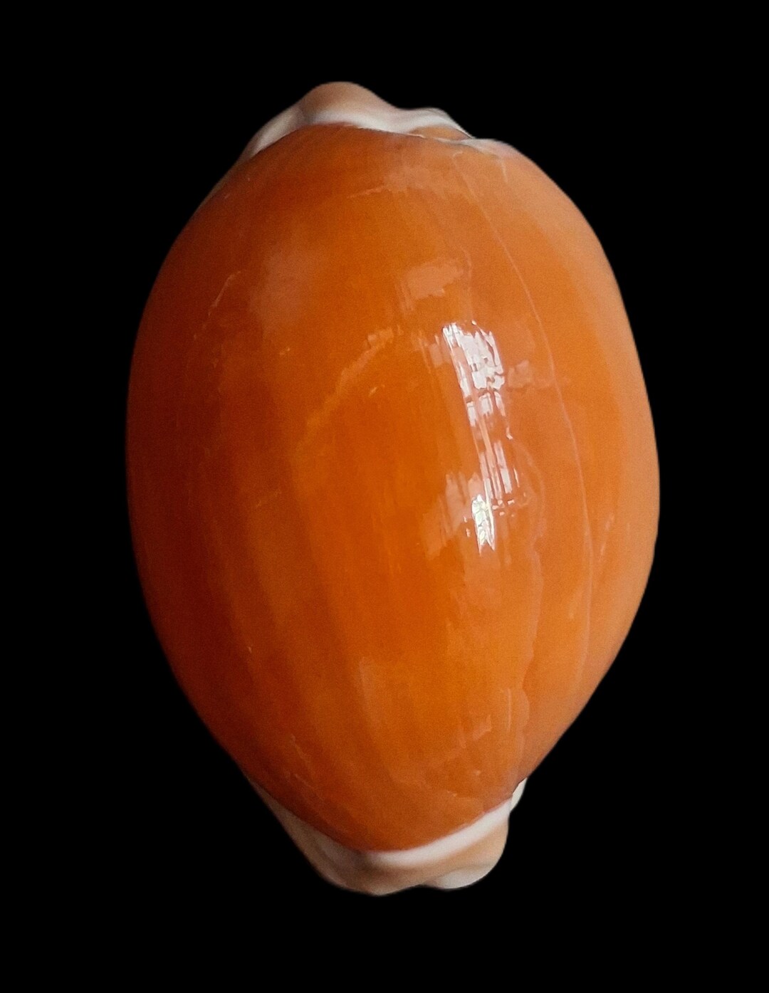 Golden Cowrie Sea Shell, 77.1mm Cypraea Aurantium, F++/F+++, Nice Form ...