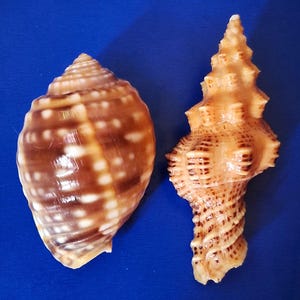 Peut inclure: Deux coquillages sur fond bleu. L'un est ovale avec un motif tacheté marron et blanc. L'autre est grand et en spirale, avec une surface texturée et une couleur brun clair.