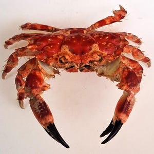 Crab Lophozozymus edwardsi 80mm, very nice dry mounted form, superb pattern