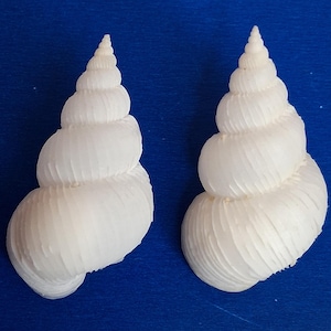 Peut inclure: Deux coquillages blancs en spirale avec des surfaces texturées sur un fond bleu foncé. Les coquillages ont une forme conique, avec un sommet pointu et une base arrondie. Les coquillages sont de couleur blanc cassé naturelle.