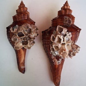 Peut inclure: Deux coquillages bruns avec des bernacles. Les coquillages ont une forme en spirale et une extrémité pointue. Les bernacles sont regroupées sur la surface de la coquille, ajoutant de la texture et du contraste. Les coquillages sont présentés sur fond blanc.