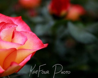 Photo Print, Yellow and Pink Rose Photo, Flower Photograph, Macro Photography, Home Decor, Nature Photography, Fine Art Print, Wall Art