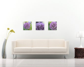 Purple and Green Allium Flower Photo, Stars of Persia, Stretched Canvas, Macro Photography, Canvas Photograph,  Fine Art Print, Set of 3