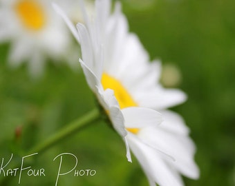 Photo Print, White and Green Daisy Photo, Flower Photograph, Home Decor, Nature Photo, Floral Photograph, Spring Photo, Fine Art Print