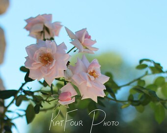 Photo Print, Pink and Green Rose Branch Photo, Pink Roses Art, Flower Photograph, Home Decor, Nature Photo, Fine Art Print, Wall Art