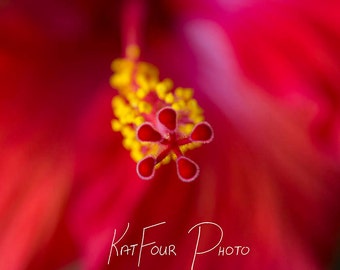 Photo Print, Yellow and Pink Flower Photograph, Art Photograph, Macro Photography,  Home Decor, Nature Photo, Floral Photography Print