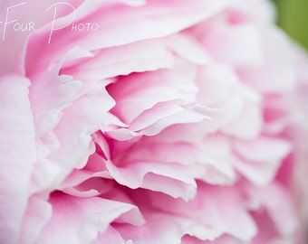 Photo Print, Pink and White Peony Photo, Floral Decoration, Home Decor, Kid's Room Decor, Macro Photography, Children's Room