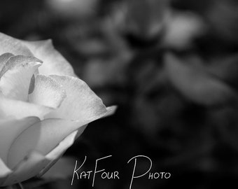 Photo Print, Black and White Rose Photo, Flower Photograph, Macro Photography, Home Decor, Nature Photography, Fine Art Print, Wall Art