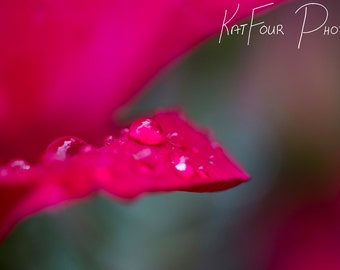 Digital Photo Download, Bright Pink Rose Photo, Rain Drops Photo, Floral Decoration, Home Decor, Macro Photography, Children's Room