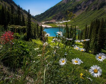 May include: A scenic landscape photograph featuring a turquoise lake surrounded by lush green mountains and tall evergreen trees. White daisies with yellow centers bloom in the foreground, adding a touch of color to the natural scene.