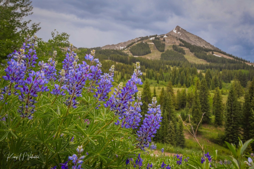 wildflowers-on-mt-crested-butte-colorado-photograph-prints-canvas