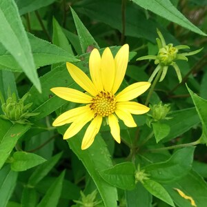 Live plant Lemon Queen Helianthus image 1