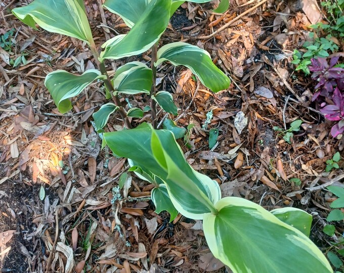 Variegated Shampoo Ginger Pinecone Ginger Darcyi Etsy