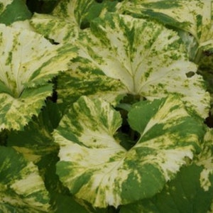 Variegated Butterbur Petasites