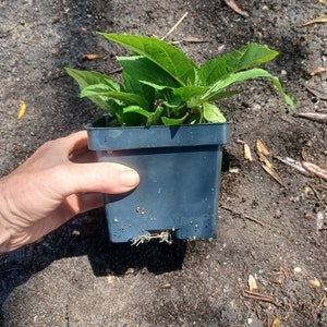 Live plant Lemon Queen Helianthus image 8