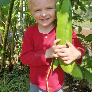 Giant Sword Beans Canavalia gladiata