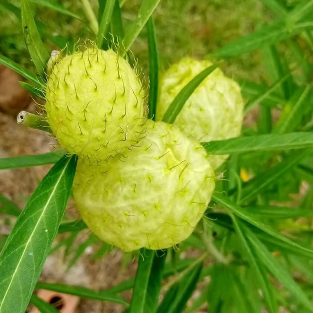 Live Plant Hairy Balls Milkweed Etsy