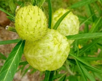 Live Plant Hairy Balls Milkweed